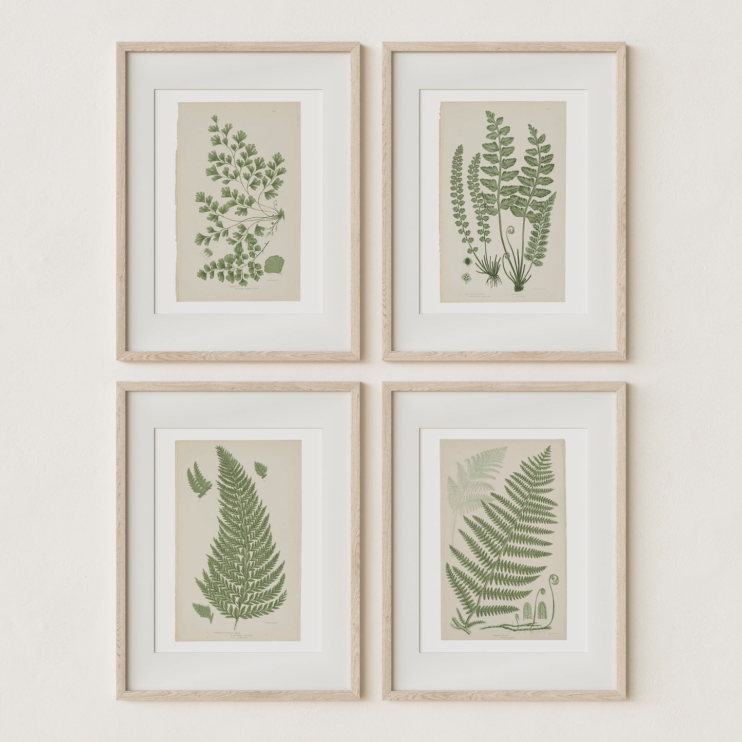 Antique Ferns Set of 4 In French Gray and Green
