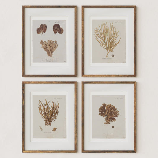 Vintage Coral Wall Art Studies Set of 4 In Antique or Indigo