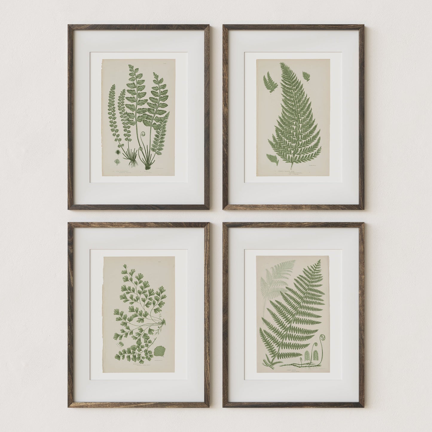 Antique Ferns Set of 4 In French Gray and Green