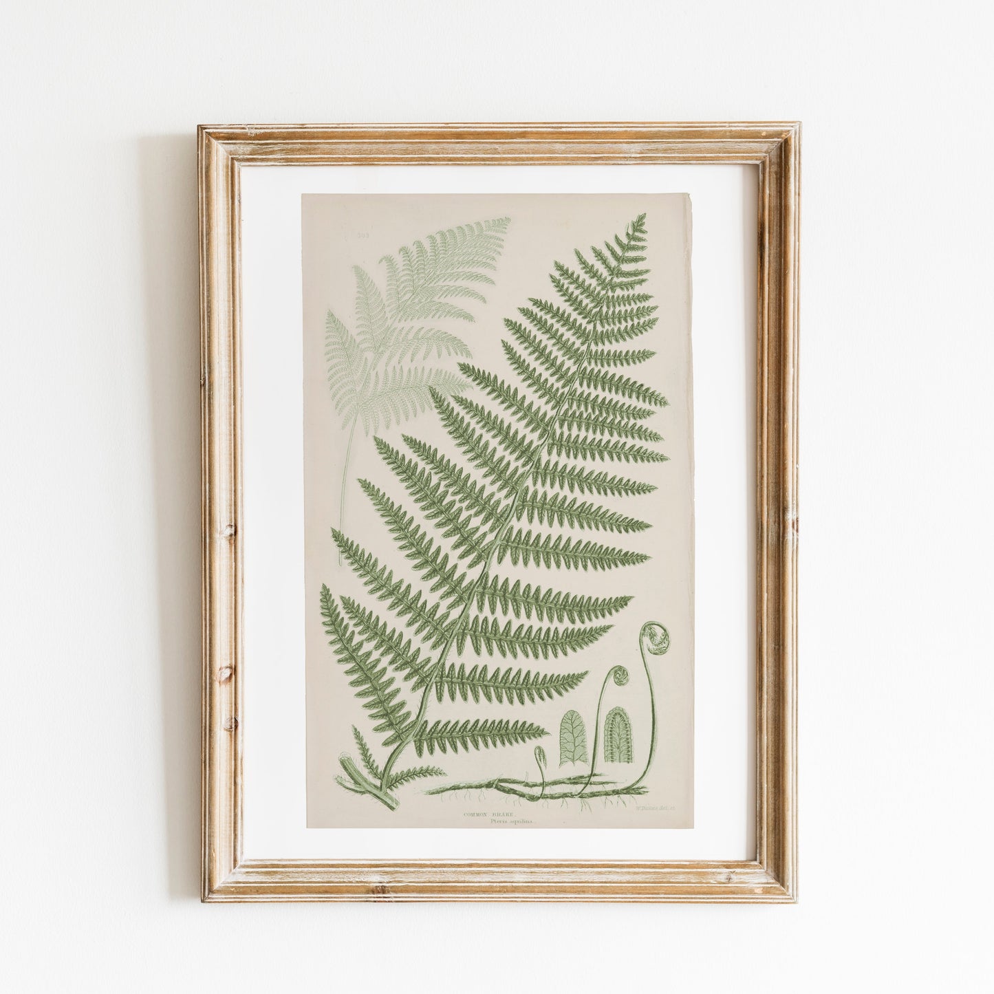 Antique Ferns Set of 4 In French Gray and Green